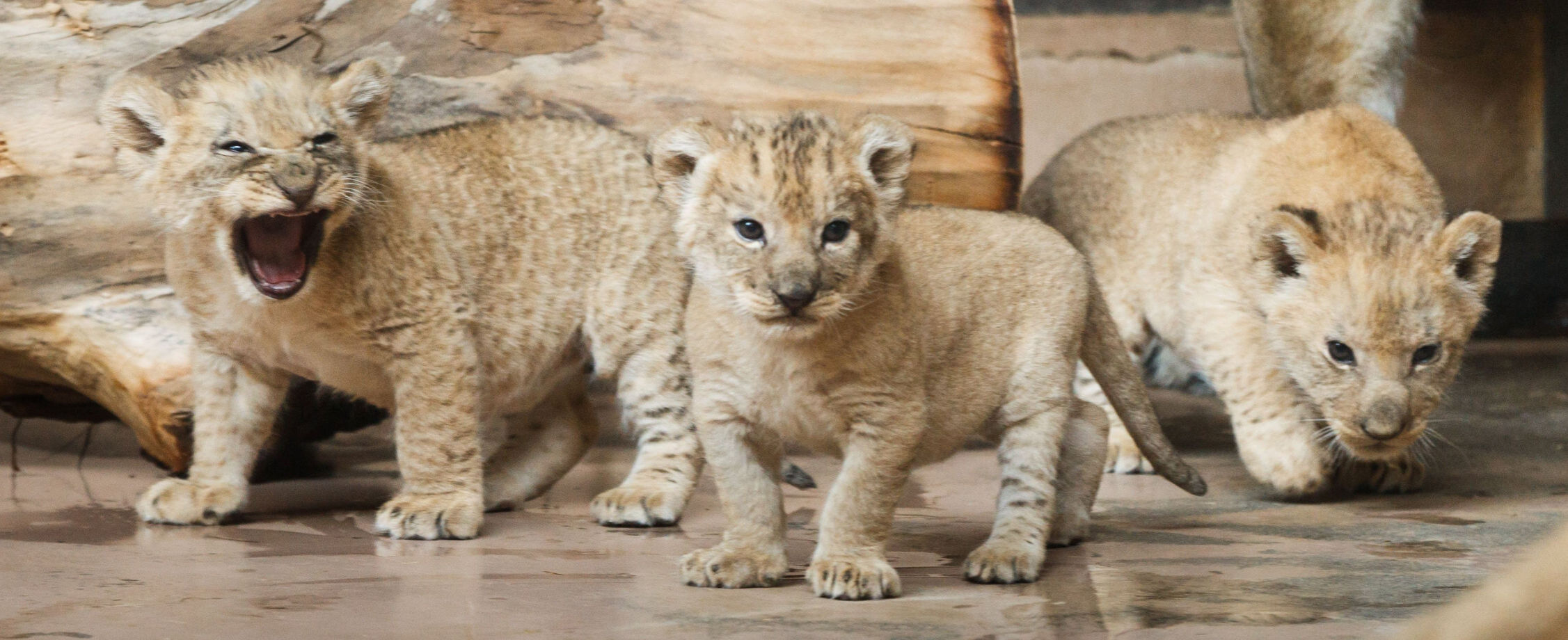 zoo animals
